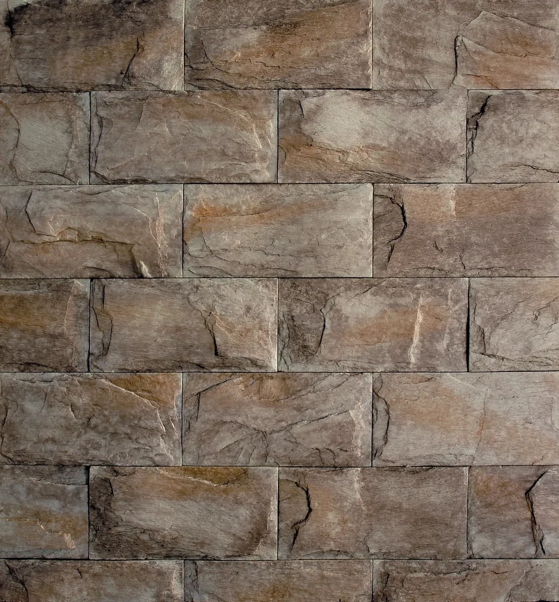 Bridlica štandard varicolor